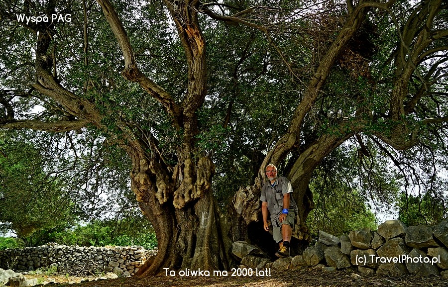 Самая старая оливка в Паге и, вероятно, в Хорватии