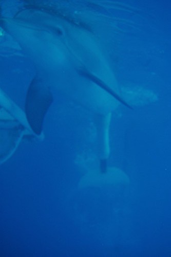 Видите, у Зимы протез хвоста, потому что ее позвоночник разрушался, потому что она не плавает так, как плавает большинство дельфинов